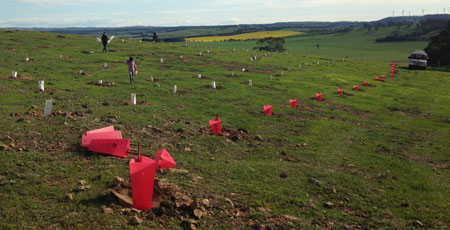 Revegetation on private land as part of K2W project