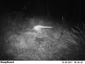 quoll caught on camera trap
