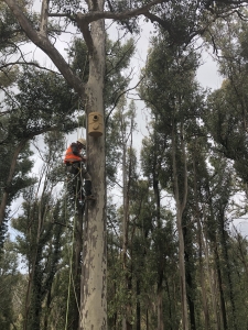 Man working up tree