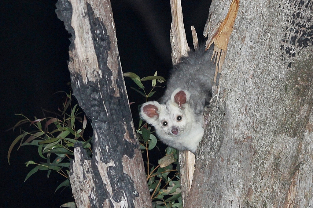 Greater Glider in a tree.