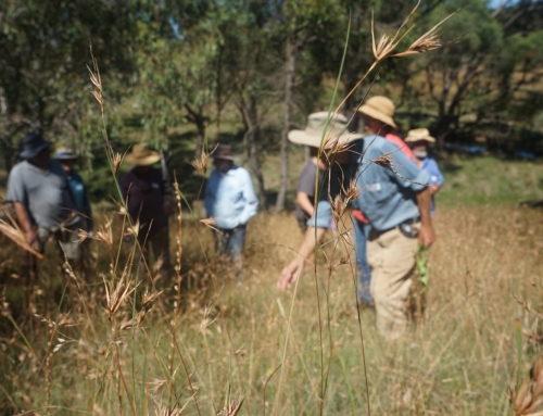 Native species recovery in the Southern Tablelands