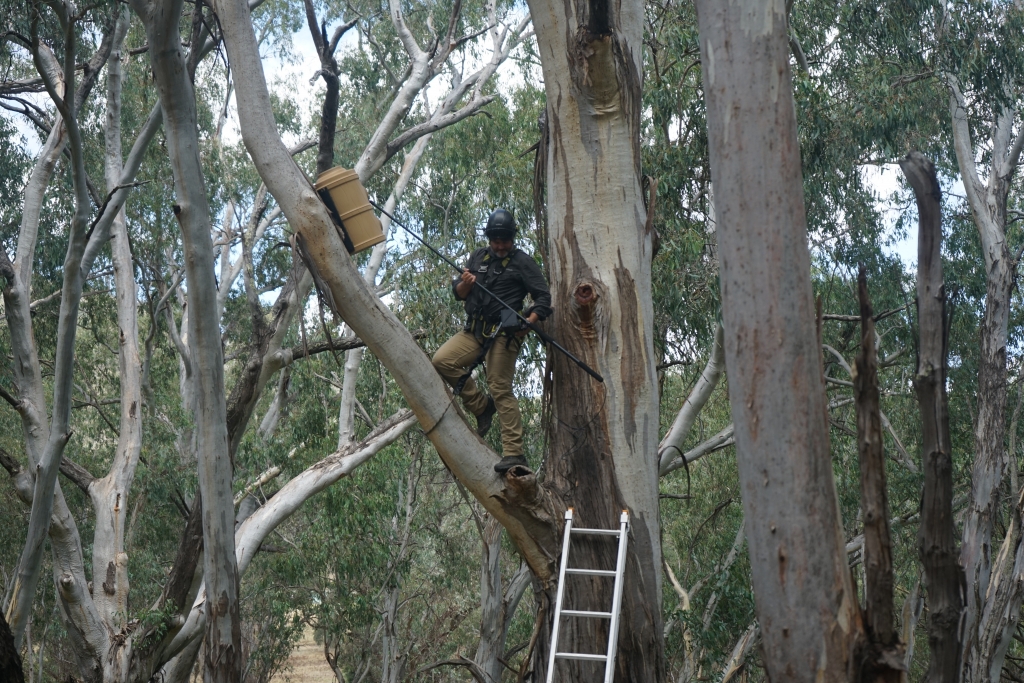 A man wearing climbing gear and holding a camera pole positions it to view inside a nest box. A ladder is leaning against the tree.