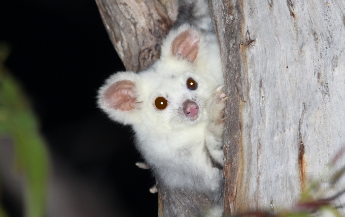 Pale-coloured Southern Greater Glider on one of the study transects in May 2023