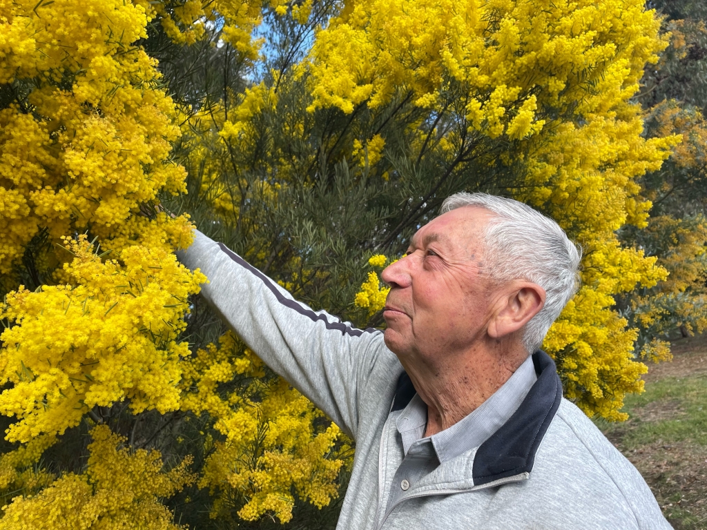 A man pictured standing next to a flowering wattle.