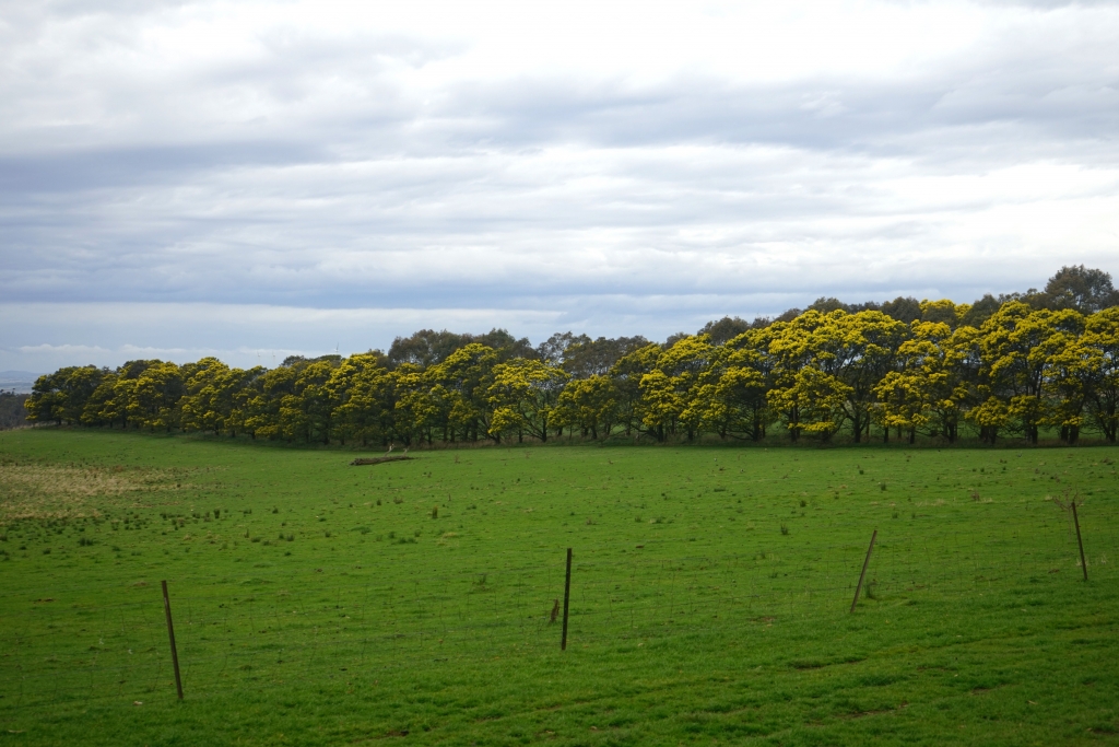 A tree lane of wattles border a pasture.