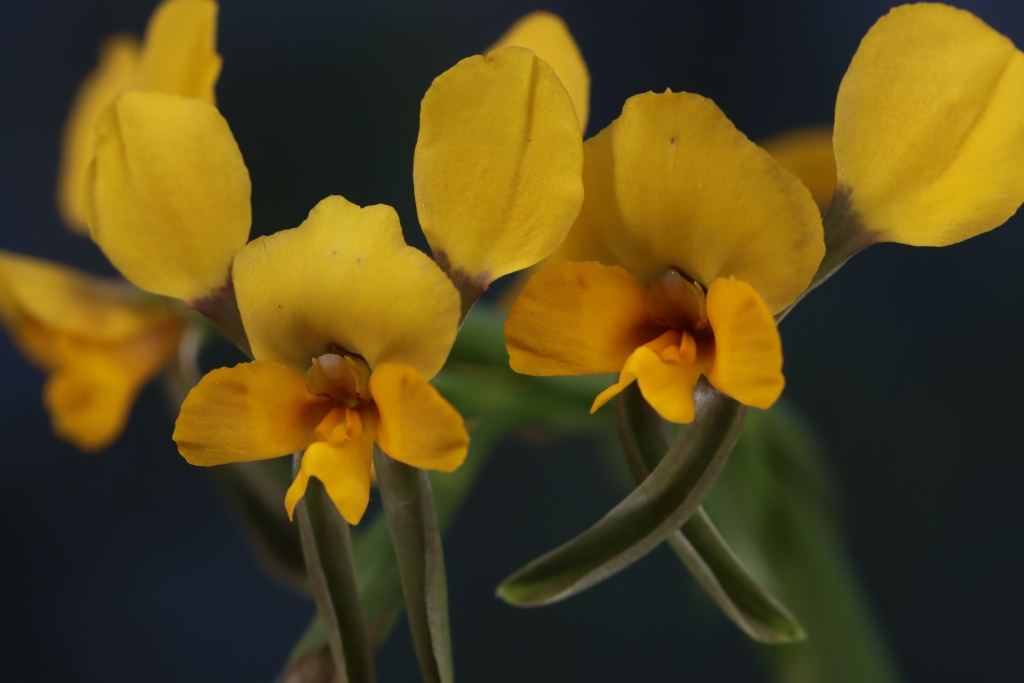 A close-up photograph of a Buttercup Doubletail Orchid