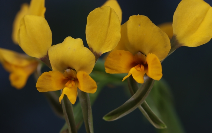 Buttercup Doubletail Orchid