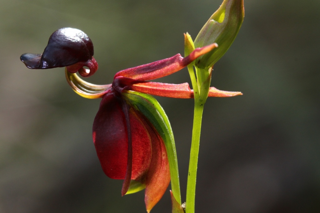 A close-up photograph of a Flying Duck Orchid.