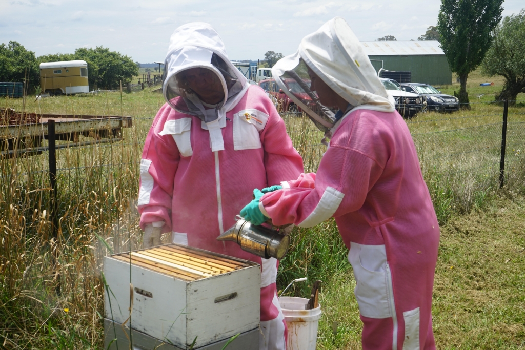 Two women wearing protective clothing inspect a bee hive.
